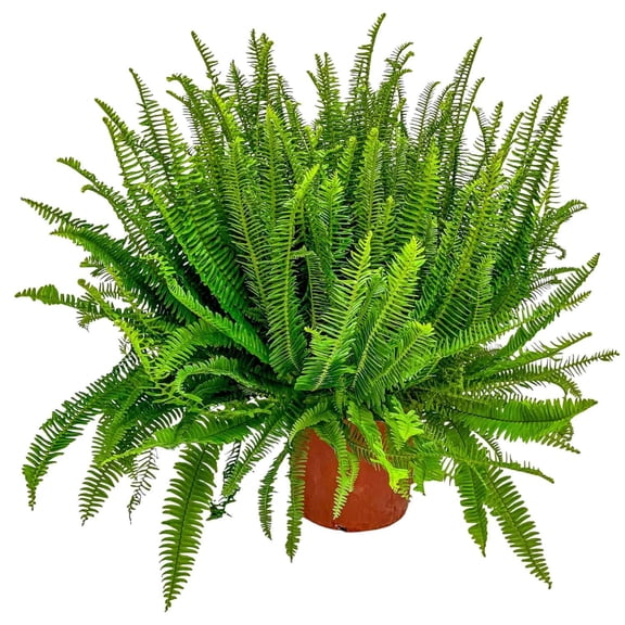 Tropical Plants of Florida 26" to 32" Kimberly Queen Fern; Partial Sun to Partial Shade, Sword Fern