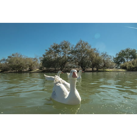 LAMINATED POSTER Pond Water Swan Species Fish Duck Lake Park Poster Print 24 x (Best Fish For Duck Pond)