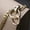 Rose Gold, variant on 2Pcs Metal Spring O-Ring Buckles Clips Carabiner Purses Handbags Bag Accessories