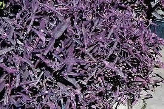 Purple Queen Tradescantia Setcresea I 3 Live Plants I Spiderwort  Lush Magenta Foliage for Striking Garden Contrast, Ideal for Ground Cover, Borders, & Containers