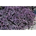 thumbnail image 6 of Purple Queen Tradescantia Setcresea I 30 Live Plants I Spiderwort  Lush Magenta Foliage for Striking Garden Contrast, Ideal for Ground Cover, Borders, & Containers, 6 of 8
