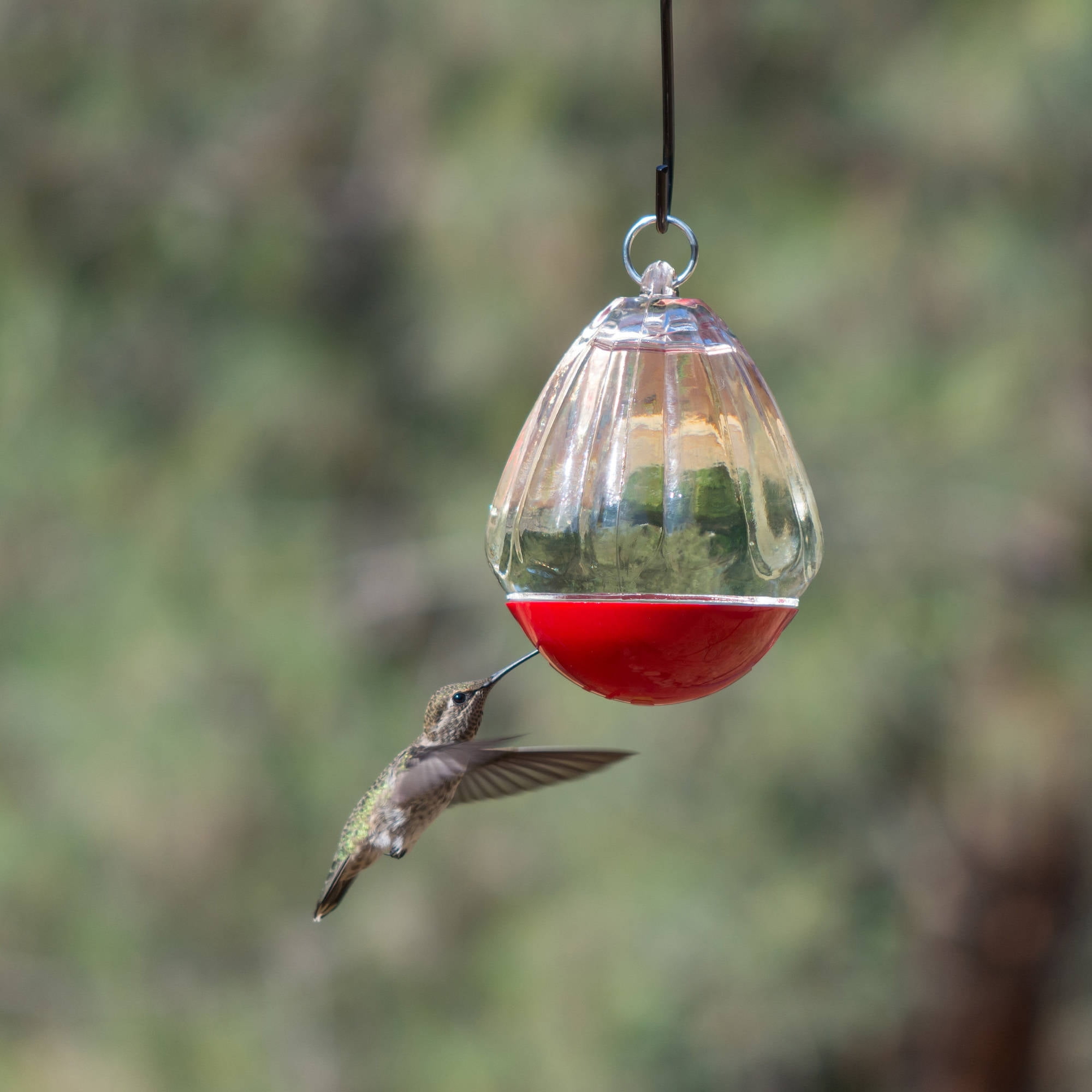 Perky Pet Round 10 Oz Glass Hummingbird Feeder Walmart Com