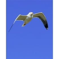 Seagull in Flight Poster Print - 12 x 16