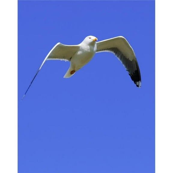 Seagull in Flight Poster Print - 12 x 16