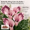 thumbnail image 3 of Calla Lily Bulbs,Low Maintenance - Easy Grow - Ideal For Beds Borders, Plant Pots & Planters, 3 of 5