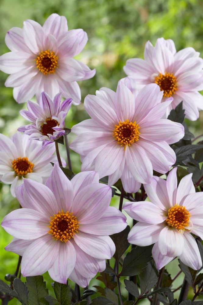 Dahlia of leicester variety flowers Poster Print by