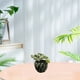 thumbnail image 5 of Flores artificiales, suculentas artificiales, plantas en macetas, decoraciones para el hogar, plantas verdes artificiales., 5 of 5