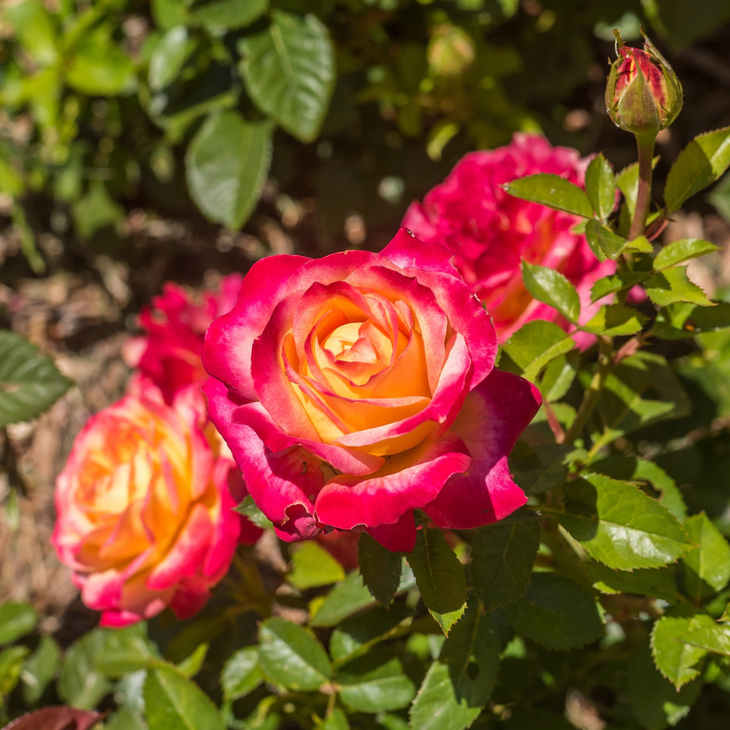 Live Bareroot Rainbow MiniFlora Patio Tree Rose Plant with Multicolor Flowers