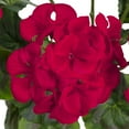 thumbnail image 4 of 21-inch Artificial Silk Red Geranium Bush, for Indoor Use, by Mainstays, 4 of 8