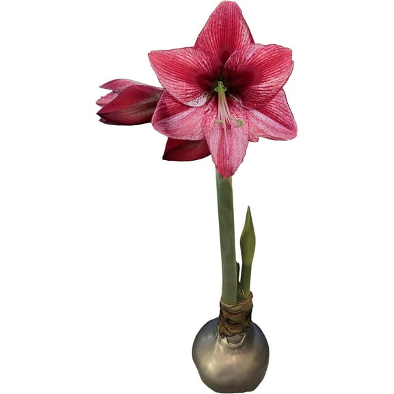 Silver Waxed Revelation Amaryllis Bulb Size 28/30