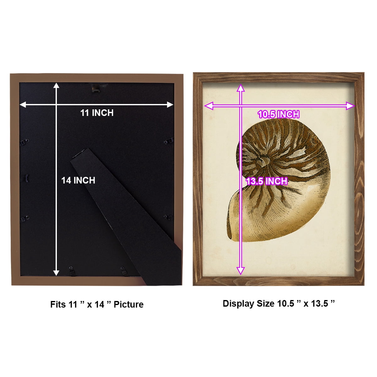 Sealife Collection V - Framed Print w/glass - Walnut