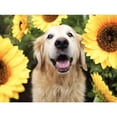 thumbnail image 1 of Cuadros Decorativos 5D DIY Diamante Pintura Girasol Perro Completo Taladro Redondo Mosaico Rhinestone Imagen Ehuebsd Nuevos Originales, 1 of 9