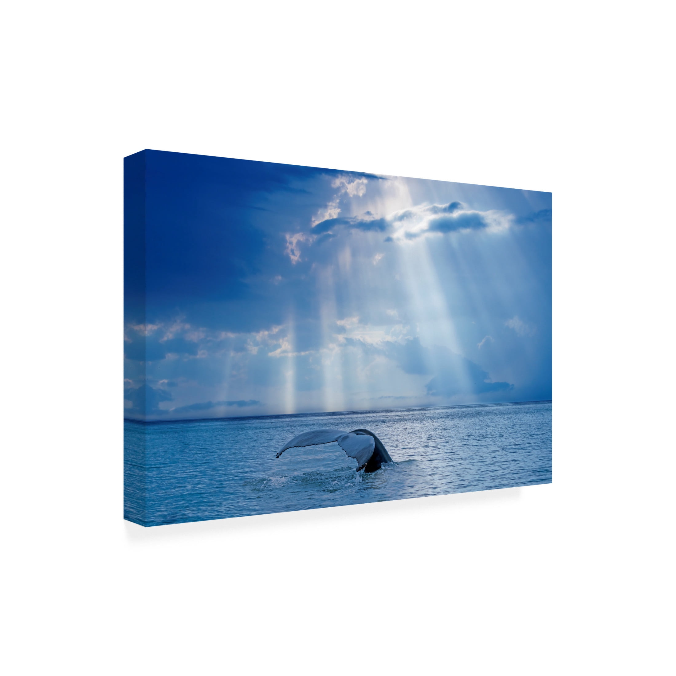 Trademark Fine Art Mircea Costina Whale and sun rays Canvas Wall Art