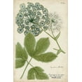 thumbnail image 2 of Weinmann 23x32 White Modern Wood Framed Museum Art Print Titled - Queen Annes Lace, 2 of 4