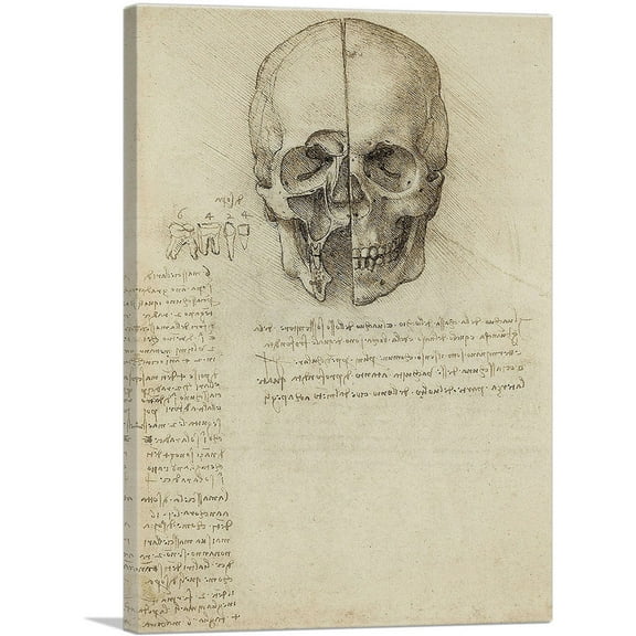 ARTCANVAS Studies of the Human Body - Skull Canvas Art Print by Leonardo da Vinci - Size: 26" x 18" (1.50" Deep)