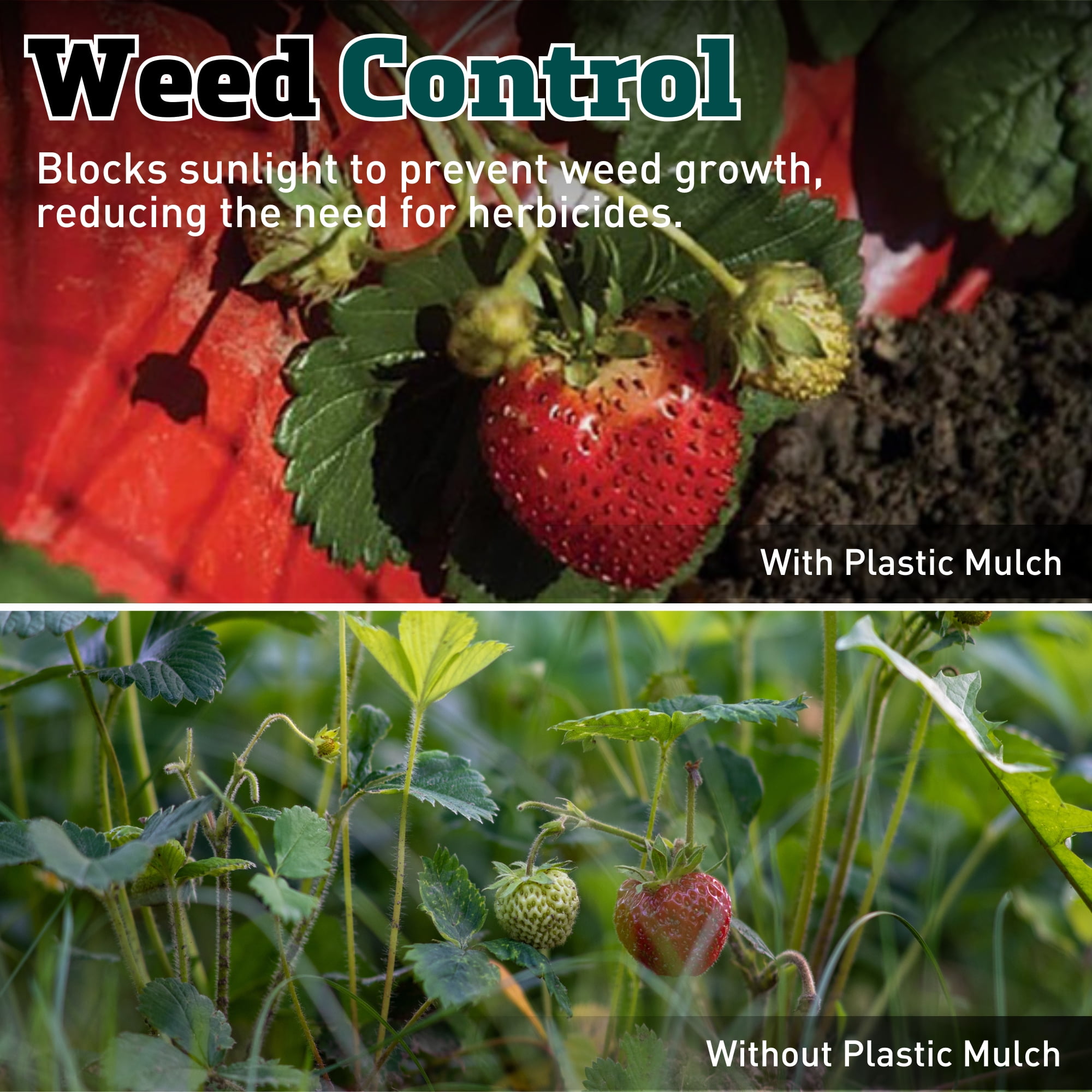 Red Plastic Mulch, 4' x 30' with Effectiveness for Early Season Tomato Growing