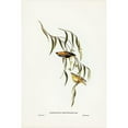 thumbnail image 2 of Gould, John 17x24 Black Modern Framed Museum Art Print Titled - Yellow-rumped Pardalote-Pardalotus uropygialis, 2 of 4
