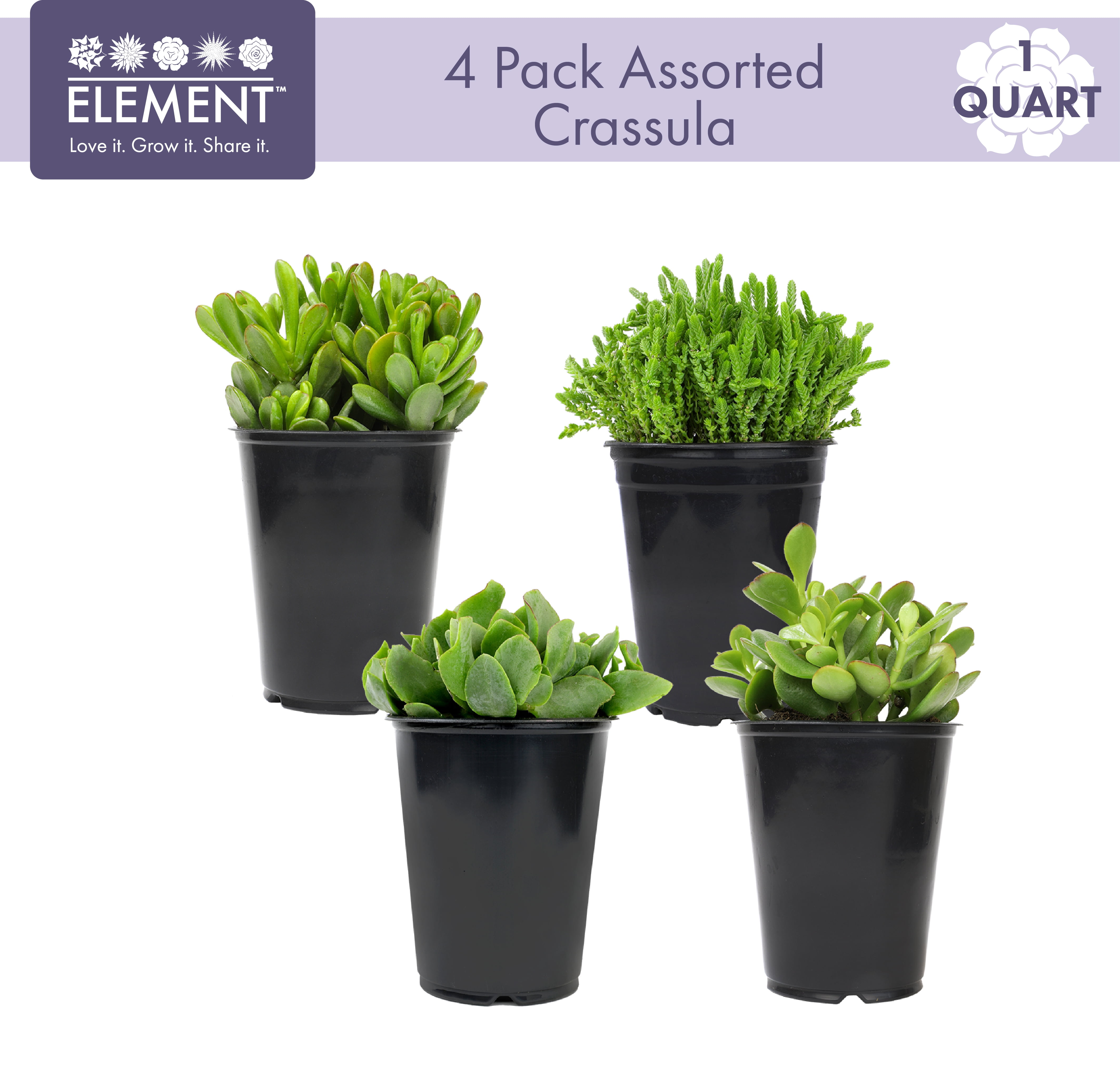 Element by Altman Plants Crassula Jade Easy Succulent 4-Pack; 1qt. Grower Pots; Full Sun