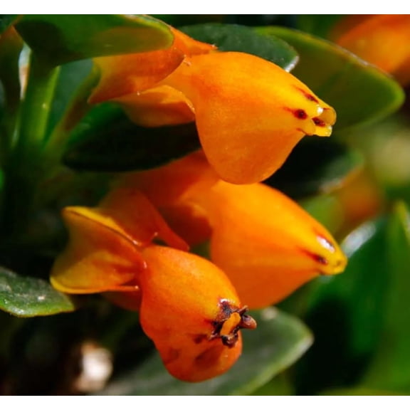 Orange Goldfish Starter Plant - 2 Inch Pot - Cute Indoor Nematanthus Starter Plant with Bright βGoldfishβ Blooms β Gift for Fish Lovers, Small Spaces & Year-Round Color β Easy Houseplant