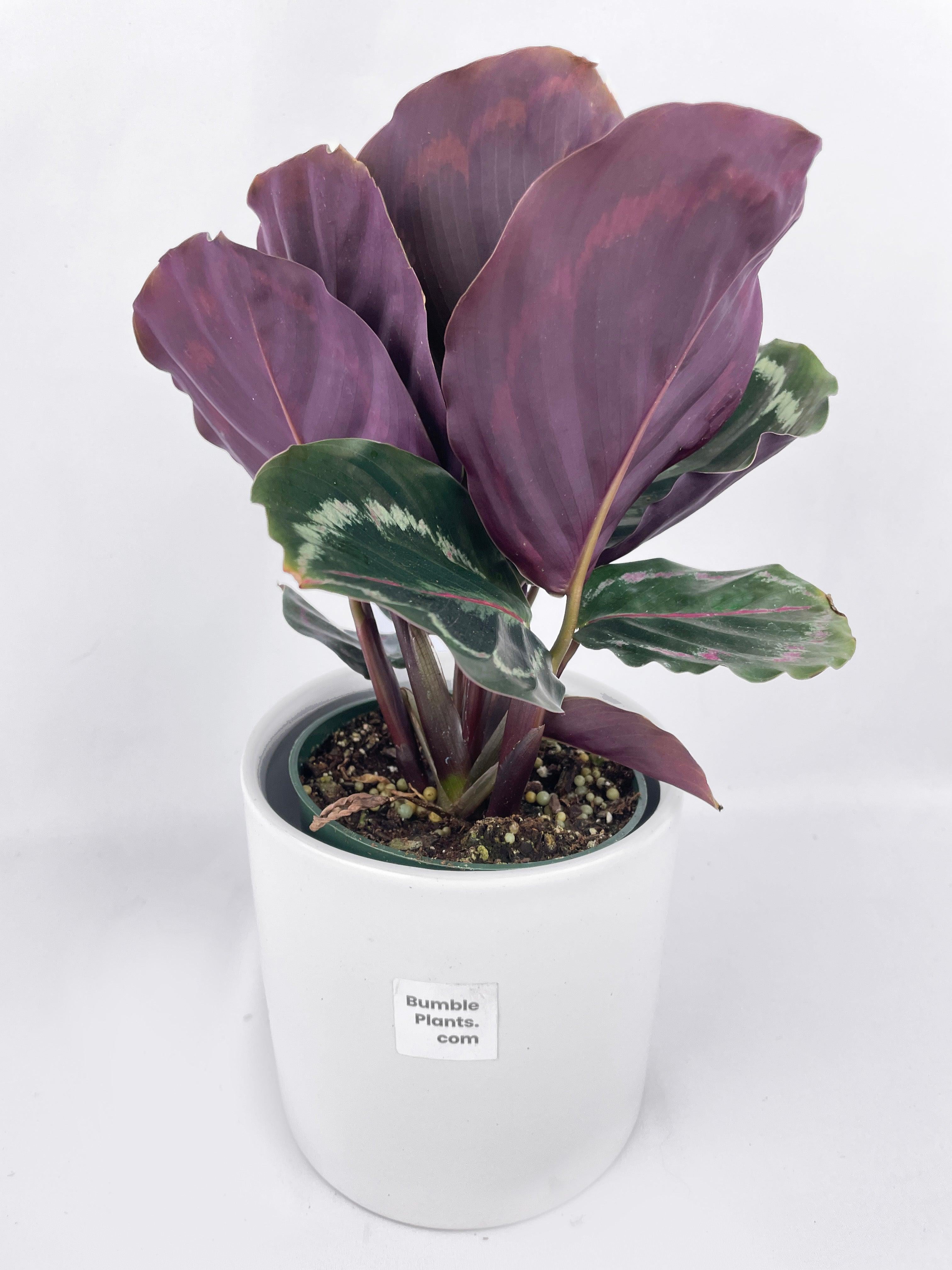 Calathea Medallion - Live Air-Purifying Indoor Plant in Nursery Pot – Easy Care, Low Maintenance Houseplant for Home & Office Decor, Natural Air Cleaner, Best for Beginners (4"Pot, NurseryPot)