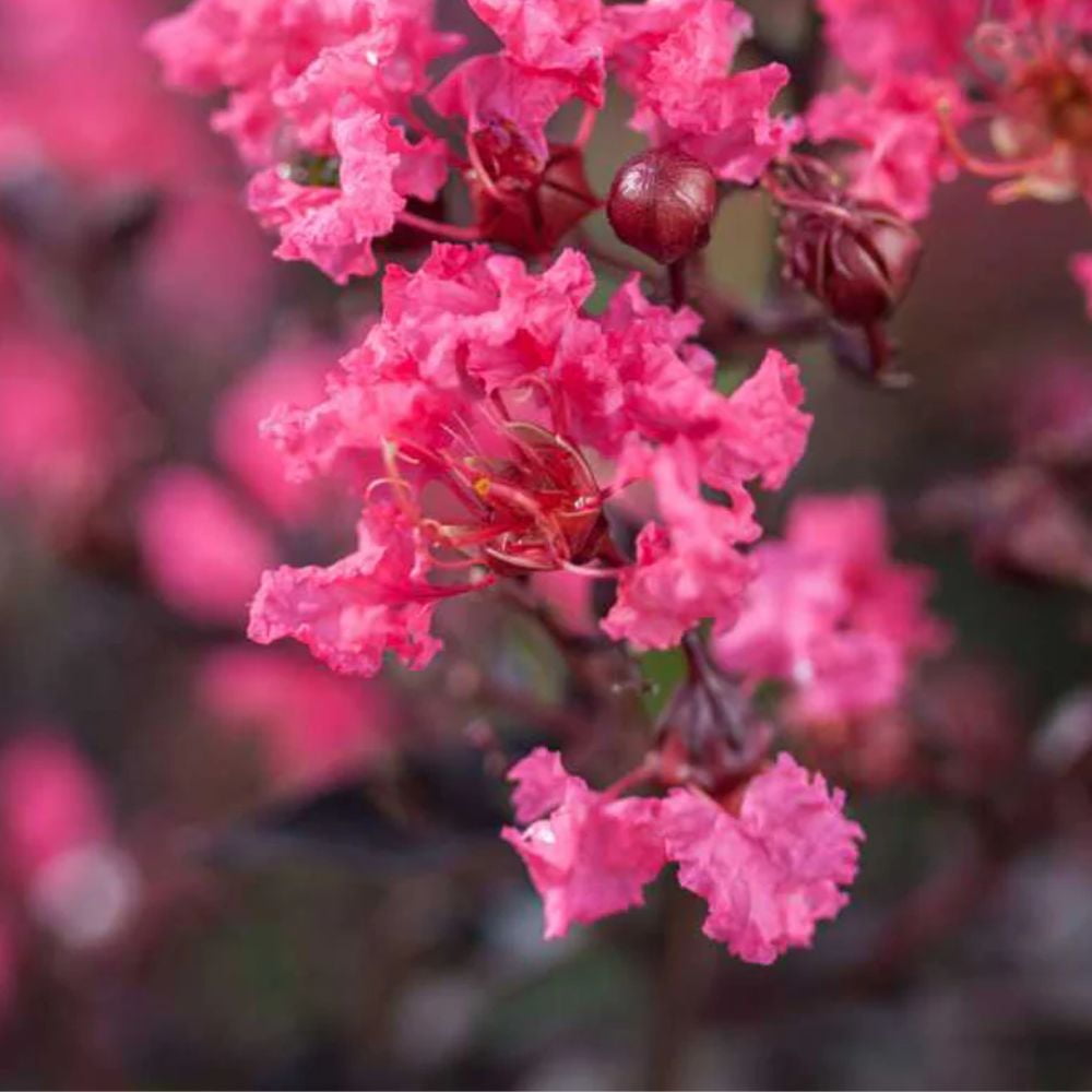 First Editions 1.5- 2 ft tall Twilight Magic Crape Myrtle Live Tree in 3-Gallon Grower Pot