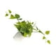 thumbnail image 1 of Wosthever Planta Artificial Verde De Bajo Mantenimiento Y Fácil De Cuidar Para Espacios Interiores Y Exteriores Elegante Decoración, 1 of 6