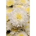 thumbnail image 3 of Expert Gardener 3.0QT White Mum Live Plant in Grower Pot, 3 of 6