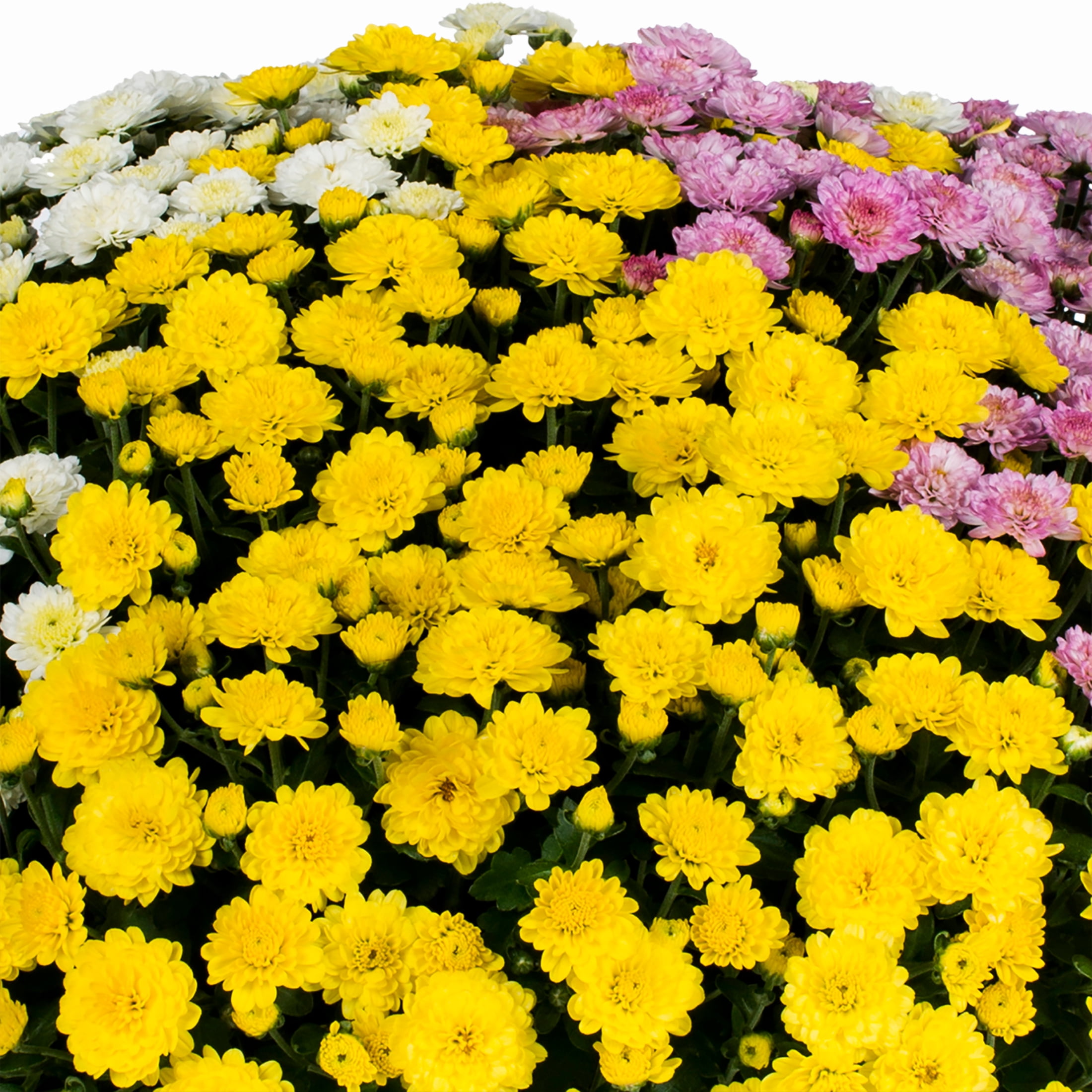Better Homes & Gardens 14" Purple White Yellow Garden Mum Mixed Live Plant in Decorative Planter