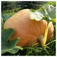 thumbnail image 3 of Everwilde Farms - 1/4 lb Mammoth Gold Pumpkin Seeds - Gold Vault Bulk Seed Packet, 3 of 3
