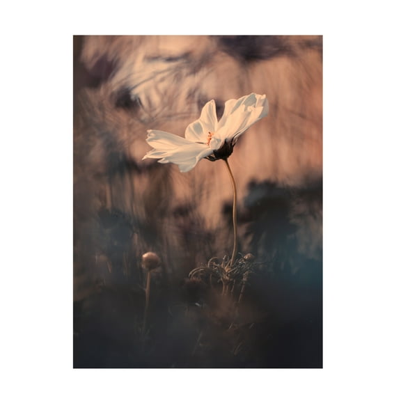 Canvas Wall Art - Fabien Bravin 'The Bride' Wall Art for Living Room, Bedroom, or Office Décor by Trademark Fine Art - 14 x 19 Inches