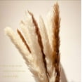 thumbnail image 7 of Dried Pampas Grass -Natural,30 pcs Reed Grass Plumes, Dried Flower Bouquet for DIY Home Kitchen Wedding Party Decor, 7 of 7