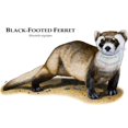 thumbnail image 3 of CafePress - Black Footed Ferret Mug - 11 oz Ceramic Mug - Novelty Coffee Tea Cup, 3 of 6