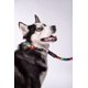thumbnail image 2 of Collar para perro Alebripets  Collar Grande Xttut, 2 of 5