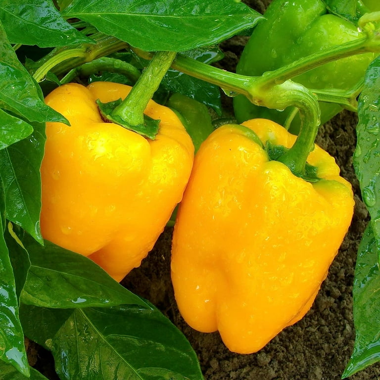 best fertilizers for peppers