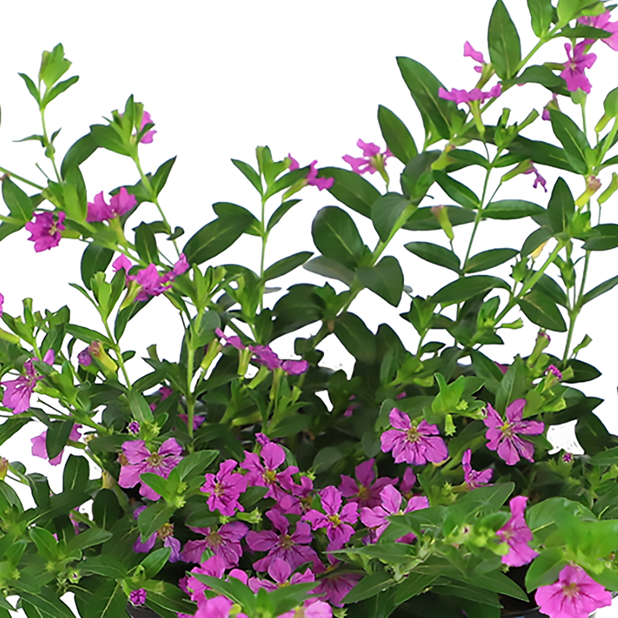 Lavender Cuphea Hyssopifolia Live Plant| 2.5 QT Grow Pot| Direct Sunlight| Flowering Plant| By Altman Plants