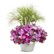 Proven Winners 2G Combo Blind Love