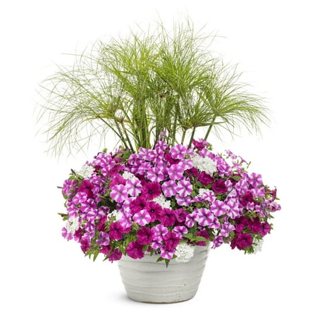 Proven Winners 2G Combo Blind Love