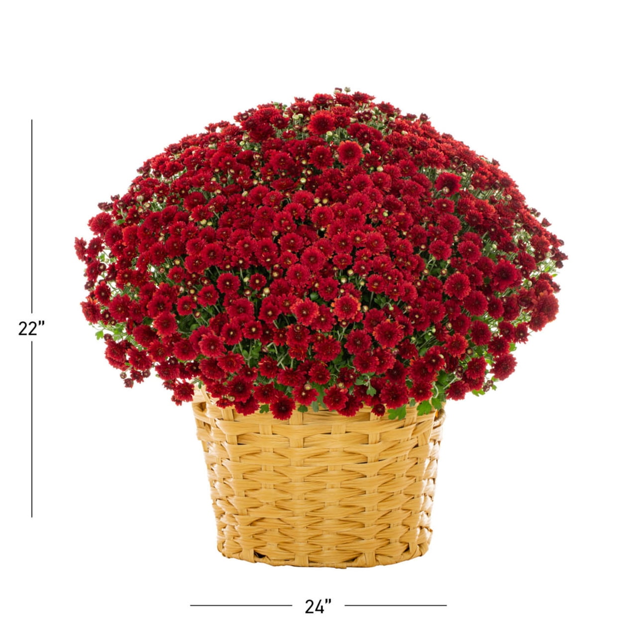 Better Homes & Gardens 2.5G Red Garden Chrysanthemum Plant Decorative Basket Sun