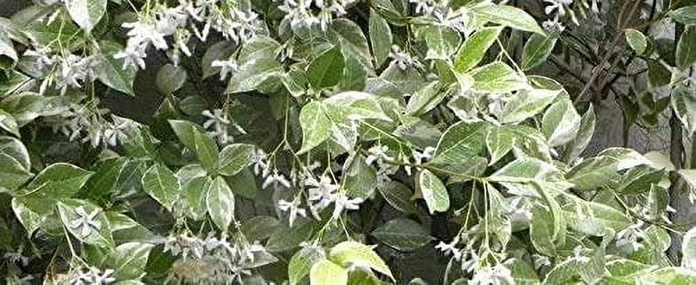 Confederate Jasmine Variegated - 3 Live Plants - Trachelospermum Jasminoides Variegatum - Fragrant Blooming Evergreen Vine