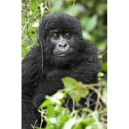 Africa, Rwanda, Volcanoes National Park. Juvenile mountain gorilla watching us curiously. Print Wall Art By Ellen
