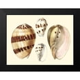 thumbnail image 2 of Vision Studio 18x15 Black Modern Framed Museum Art Print Titled - Splendid Shells VII, 2 of 5