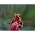 thumbnail image 3 of Fitzharris, Tim 14x12 Black Modern Framed Museum Art Print Titled - Blue jeans poison dart frog, 3 of 5