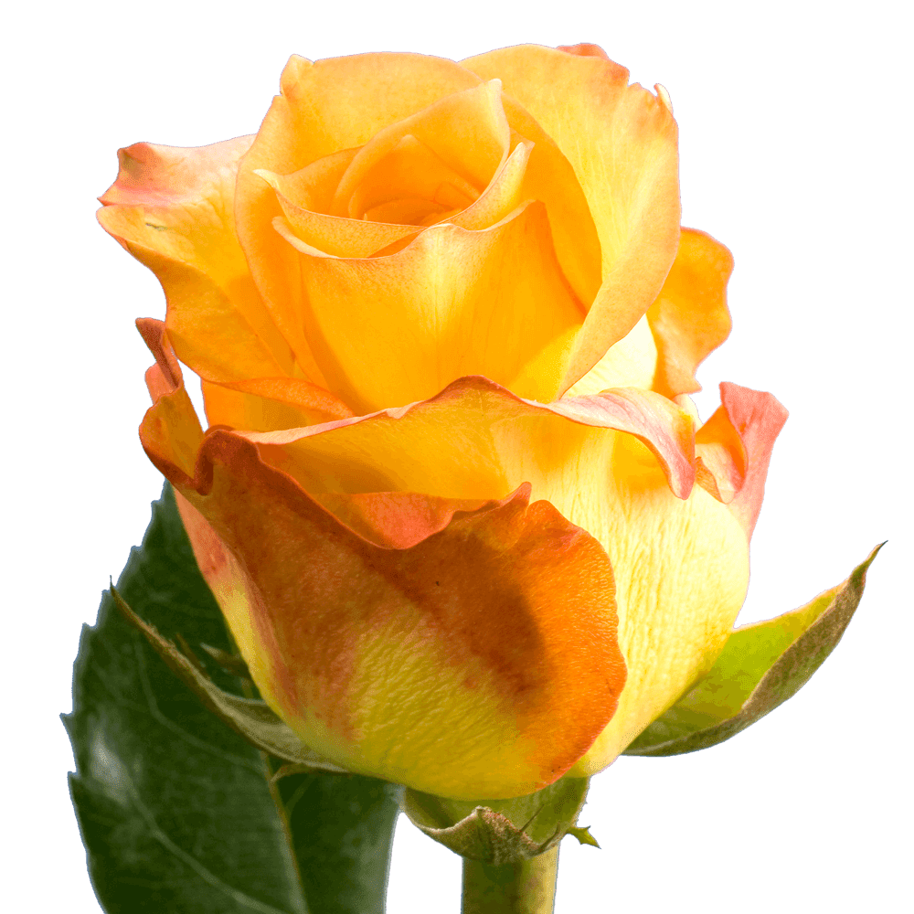 50 Stems of Yellow With Red Tips Latin Beauty Roses- Beautiful Fresh Cut  Flowers- Express Delivery 