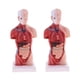 thumbnail image 1 of Modelo de Torso humano 28 Cm Macarena Suministros de laboratorio Estatua de vísceras humanas, 1 of 8