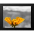 thumbnail image 2 of Popcorn 18x15 Black Modern Framed Museum Art Print Titled - Brittle Bush B-W, 2 of 5