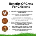 thumbnail image 4 of Chicken Grass Grow Kit - Grow Fresh Sprouts That Chickens Love - Comes with Grow Tray, 3 Jute Pads and Seed Packets (3 Pack Refill Kit, 3X Jute & 3X Seeds), 4 of 5