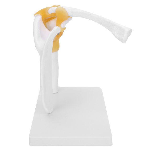 Squelette Anatomique, Squelette Corporel Humain pour Observation et Apprentissage Modèle d'Épaule Anatomique Durable pour Utilisation à Long Terme Modèle de Squelette Humain pour Modèle