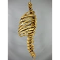 thumbnail image 3 of Skeletons And More SM300DA Aged Rib Cage & Spine, 3 of 4