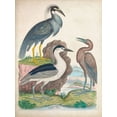 thumbnail image 2 of Unknown 15x18 Black Ornate Wood Framed with Double Matting Museum Art Print Titled - Antique Heron and Waterbirds I, 2 of 4