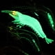 thumbnail image 5 of EeaseMX señuelos biónicos para pesca de camarones, cebos artificiales con anzuelo (color de simulación + rojo camarón + transparente + blanco luminoso + amarillo), 5 of 7